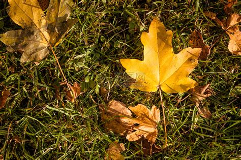美丽的秋天风景有草地树木和道路高清图片下载-正版图片503321381-摄图网