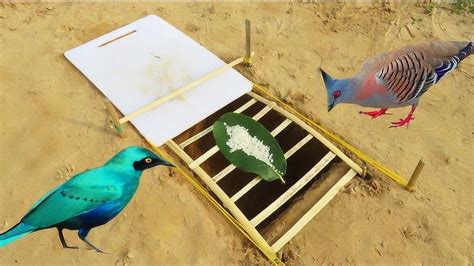创意独特的捕鸟游戏，用绳子木板箱子和筐子做成捕鸟器，真是让人佩服_腾讯视频