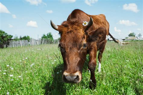 一头带花的红牛看着镜头特写高清图片下载-正版图片505690019-摄图网