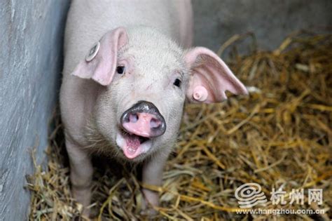 一头公猪一年需要多少钱？养殖多少头母猪的猪场适合养公猪？_费用_的成本_折中