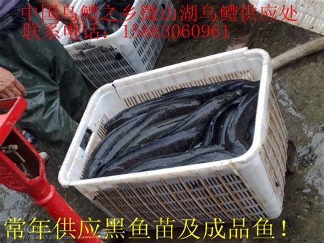 各地新鱼继续冲击市场 黑鱼市场最近继续“乱”_鱼类专题（黑鱼专题）_水产养殖网