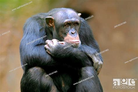 common chimpanzee (Pan troglodytes), look of inquiry, Stock Photo ...