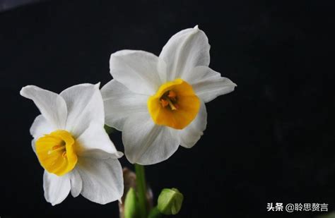 贵州有种水仙花一样的,贵州像水仙头的花,贵州兰花品种_大山谷图库