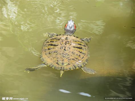 一只乌龟在水体中的特写高清摄影大图-千库网