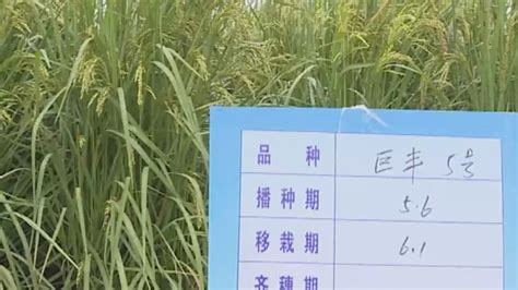 试种2米高“巨型稻”成功后，他们第一时间想把这个好消息告诉袁隆平……-搜狐大视野-搜狐新闻
