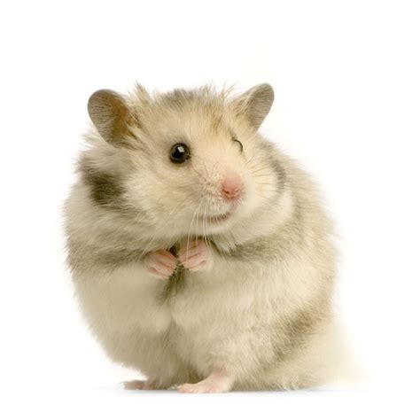 宠物仓鼠介绍，分享5个常见宠物仓鼠品种 - 胖萌舍宠物网