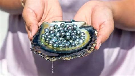 【亲子DIY】开蚌取珠，体验有温度的珍珠手作！_珠蚌
