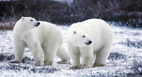 北极熊真的要灭绝了么？-国际环保在线