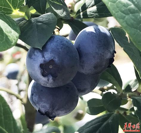 长沙哪里可以摘蓝莓2018_旅泊网