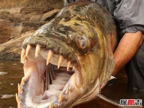 世界上最吓人的鱼长啥样 十大最恐怖的现代鱼类-1ZZZ最快资讯