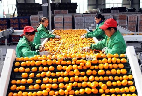 江西南丰：小蜜桔成就大产业-人民图片网