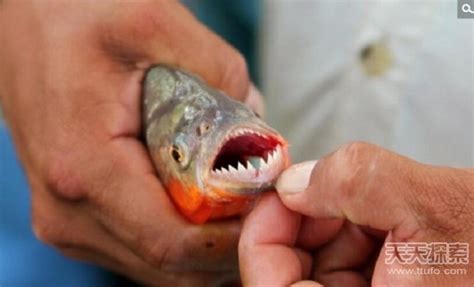 红腹食人鱼在有照明的水族馆高清图片下载-正版图片506042309-摄图网