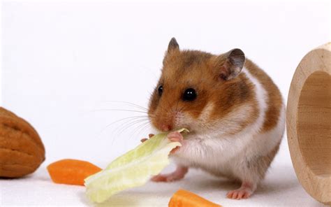 世界上最可爱的鼠类 小仓鼠（给人们生活带来了乐趣）_探秘志