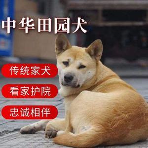 中华田园犬 - 快懂百科