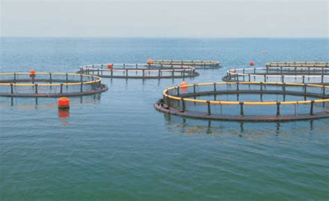 集约化工厂化循环水养殖是中国水产养殖发展之路-西安天浩环保