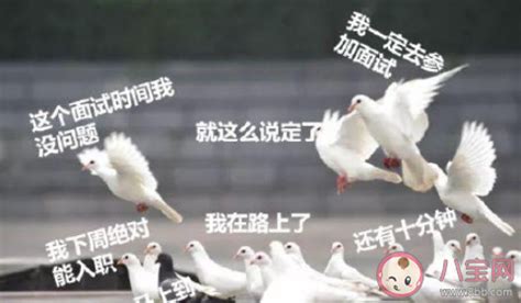 爱鸽的小朋友-中国信鸽信息网相册