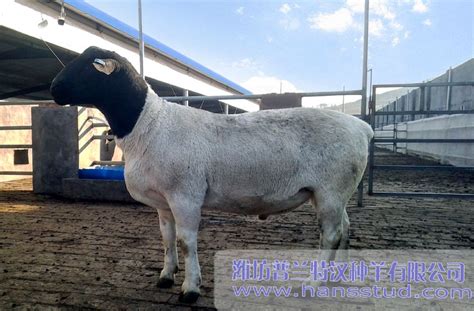 中国十大羊品种,最大800斤的羊,中吃的五大羊_大山谷图库