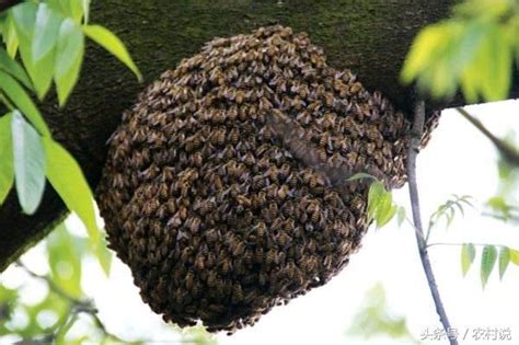 蜜蜂越冬准备，从箱外能够观察到蜂群失王吗？初冬不可大意 - 知乎