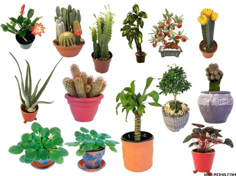 植物名称图片大全,10种植物介绍及图片,带名称的植物图片(第9页)_大山谷图库