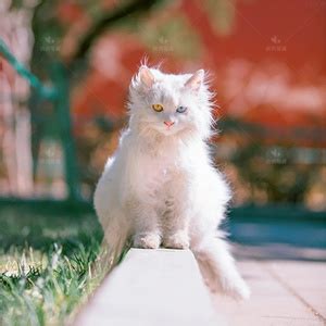 山东临清狮子猫图片