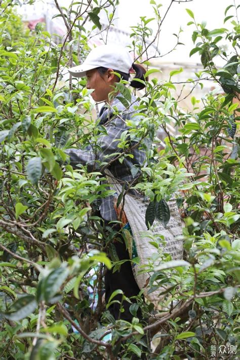 开屏新闻-临沧临翔：生态茶园建设助力茶产业提质增效