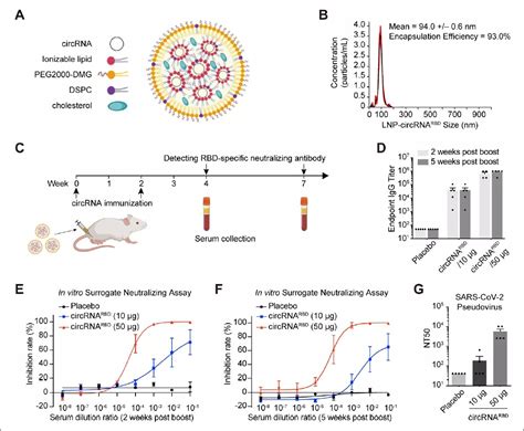 NEJM: mRNA新冠疫苗安全性与有效性_Covid-