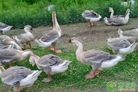 鸭和鹅的杂交品种 - 惠农网
