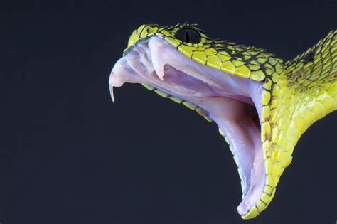 如何辨别蛇是否有毒？ - 知乎