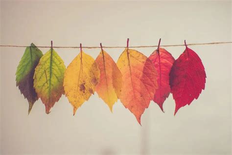 秋天的一片树叶图片,一片树叶,一片树叶卡通_大山谷图库
