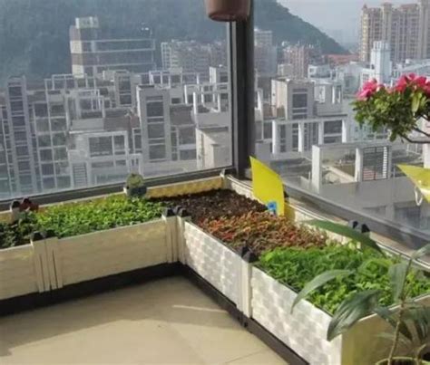 如何在阳台上种菜 - 花百科
