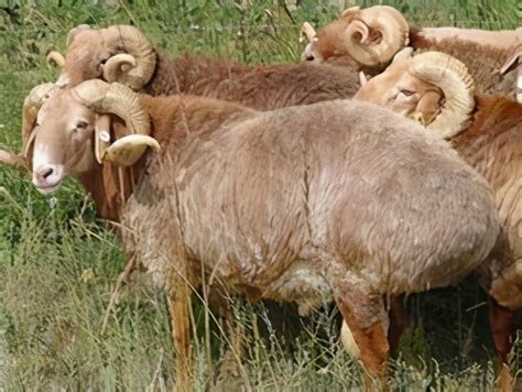 野生羊的祖先，欧洲盘羊（被人类驯养几千年/与狼祖先是亲戚）_动物