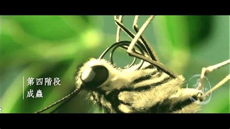 蝴蝶飞飞 第11集 - 高清在线观看 - 腾讯视频