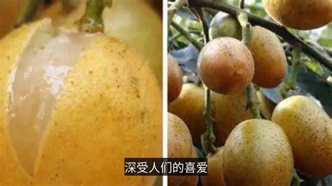 黄皮果在多雨季节如何保果和施肥_凤凰网视频_凤凰网