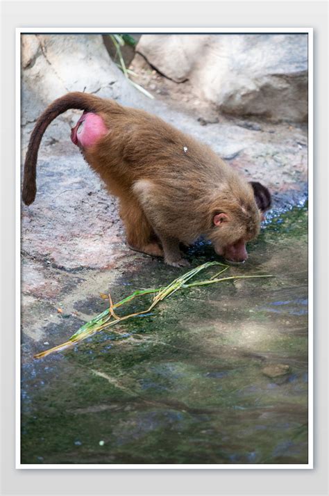 喝水的猴子高清图片下载_红动网