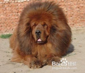 藏獒母犬图片-宠物王