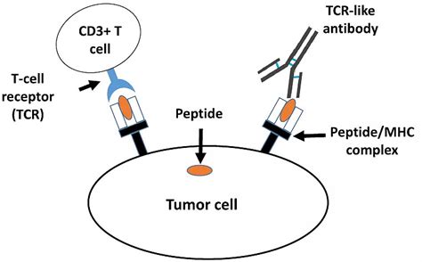 肿瘤免疫治疗：pMHC限制性抗体(TCRm)的获得策略|免疫治疗|TCRm|pMHC|scFv|Trp2|ADCC|限制性|特异性|MA2 ...