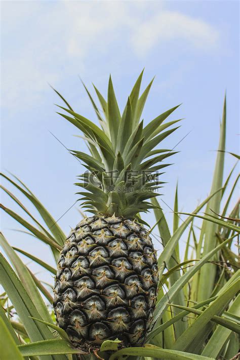 菠萝种植园高清摄影大图-千库网