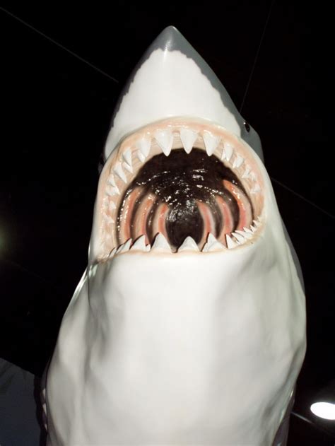 世界上三大可怕的鲨鱼 大白鲨是最恐怖的鲨鱼_探秘志