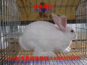 儋州市肉兔种兔养殖场_兔子养殖场_一诺兔业