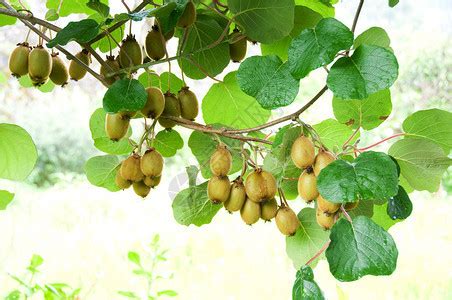 绿色的猕猴桃在树上成熟猕猴桃在树枝上健康高清图片下载-正版图片503317828-摄图网