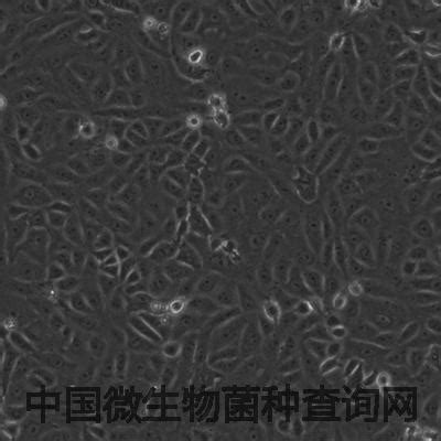 非洲绿猴肾细胞_biobw自建细胞系_细胞CELL_微生物菌种查询网-ATCC,菌种,质粒,细胞系