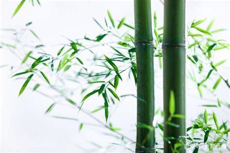 【图】竹子的精神品质 竹子寓意 - 装修保障网