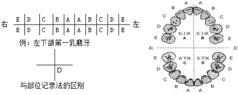 十字牙位图图片