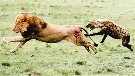 狮子VS鬣狗大草原上最惨烈的对决！_腾讯视频