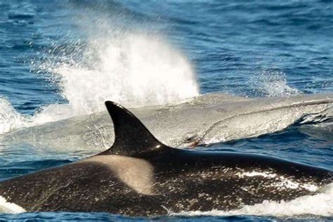 这群虎鲸为了捕食小座头鲸，将鲸妈妈分开后对小座头鲸惨下毒手！|座头鲸|虎鲸|母子_新浪新闻