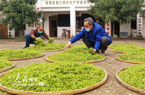 江西泰和：春茶开采茶园飘香_新时代新闻