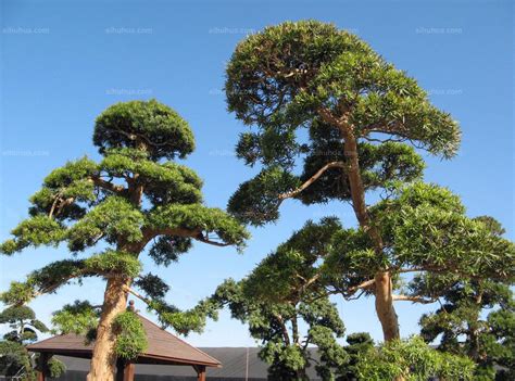 松树有几种树图片大全-园林杂谈-长景园林网