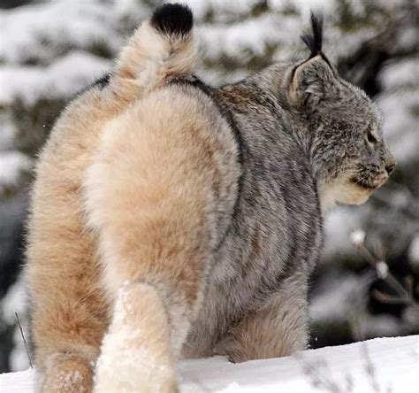 地球上最凶狠的6种野猫，狞猫能够一跃4米，猞猁竟敢单挑狼群？ - 知乎