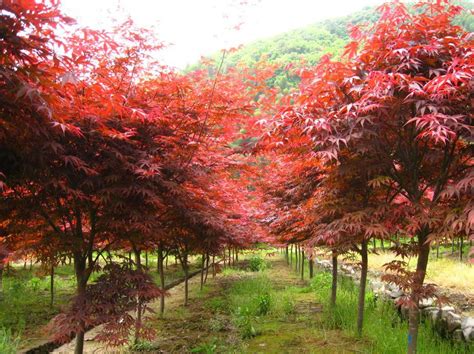 四季红枫树苗原生三季中国红枫常年红火焰日本红枫庭院户外地栽-阿里巴巴