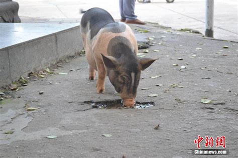 广东：500头猪营造春节气氛 “母猪上树”成网红景点_新闻中心_中国网